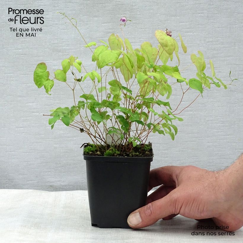 Epimedium grandiflorum Akebono Vasetto da 8/9 cm esemplare consegnato in primavera
