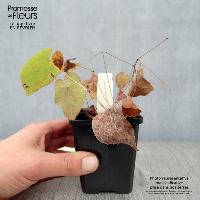 Epimedium pinnatum subsp. colchicum Vasetto da 8/9 cm esemplare consegnato in inverno