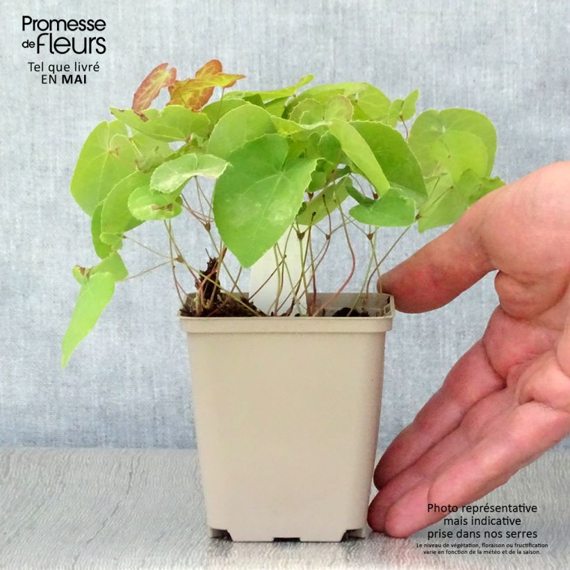 Epimedium pinnatum subsp. colchicum Vasetto da 8/9 cm esemplare consegnato in primavera