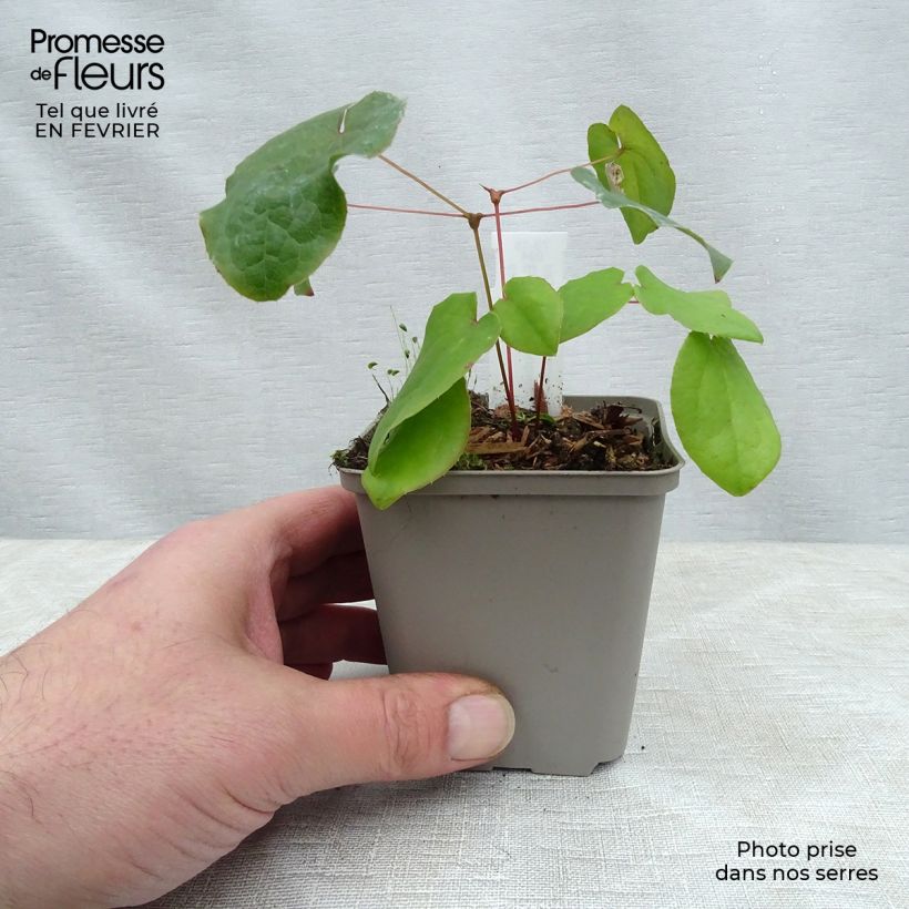 Epimedium pubigerum Vasetto da 8/9 cm esemplare consegnato in inverno