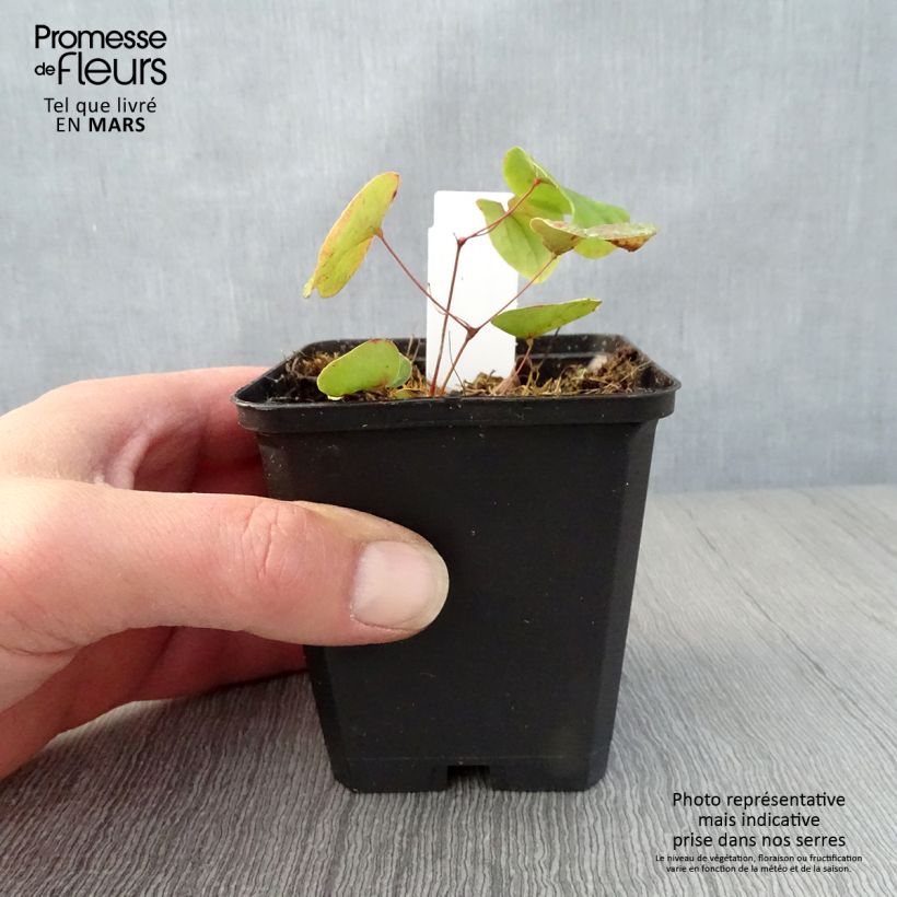 Epimedium pubigerum Vasetto da 8/9 cm esemplare consegnato in primavera