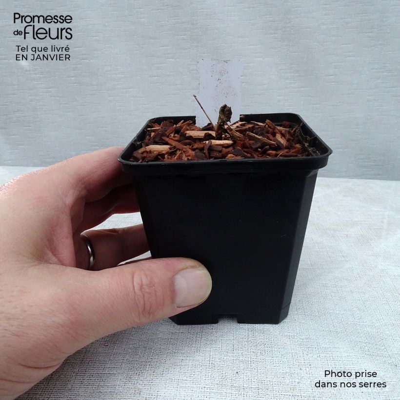 Epimedium Cupreum Vasetto da 8/9 cm esemplare consegnato in inverno