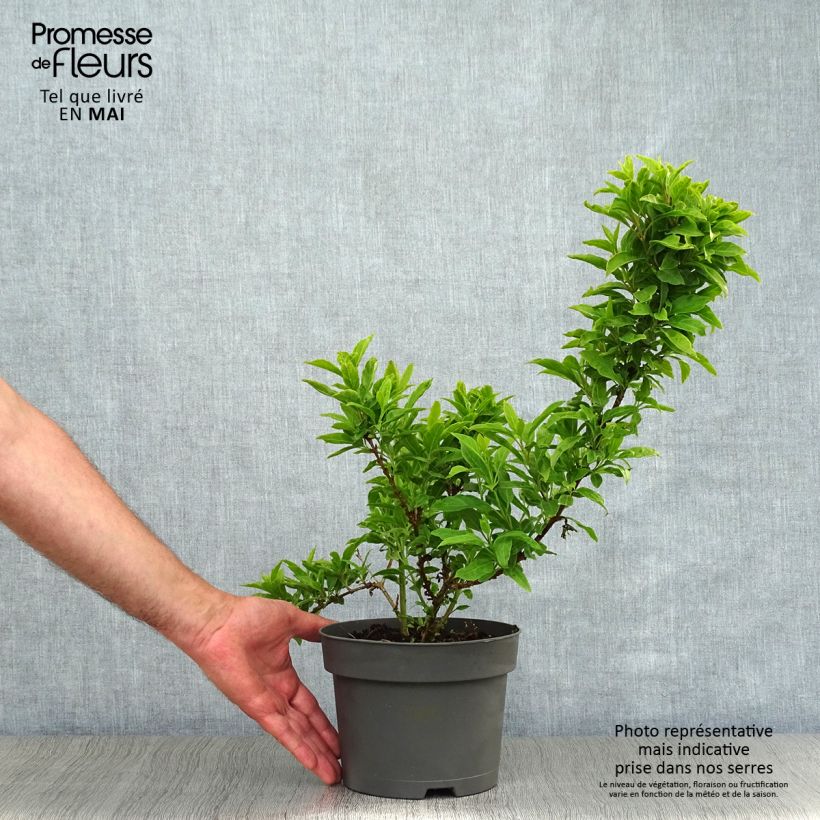 Forsizia Mêlée d'Or Vaso da 3L/4L esemplare consegnato in primavera