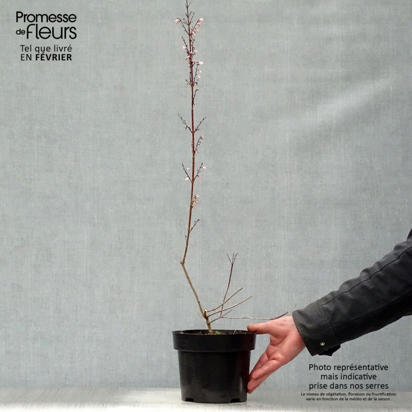 Abeliophyllum distichum - Forsizia bianca Vaso da 2L/3L esemplare consegnato in inverno