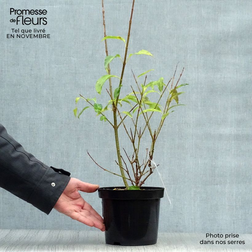 Esemplare di Forsizia Spectabilis Vaso da 2L/3L come consegnato in autunno