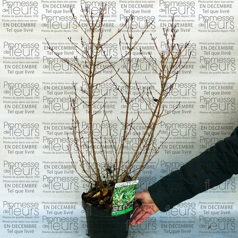 Esempio di esemplare Forsythia koreana Kumsun Vaso da 3L/4L come consegnato