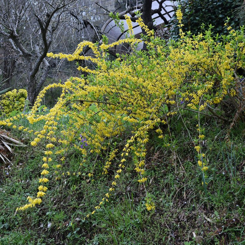 Forsizia - Forsythia suspensa Aurea (Porto)