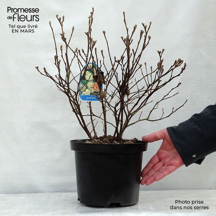 Fothergilla gardenii Vaso da 3L/4L esemplare consegnato in primavera