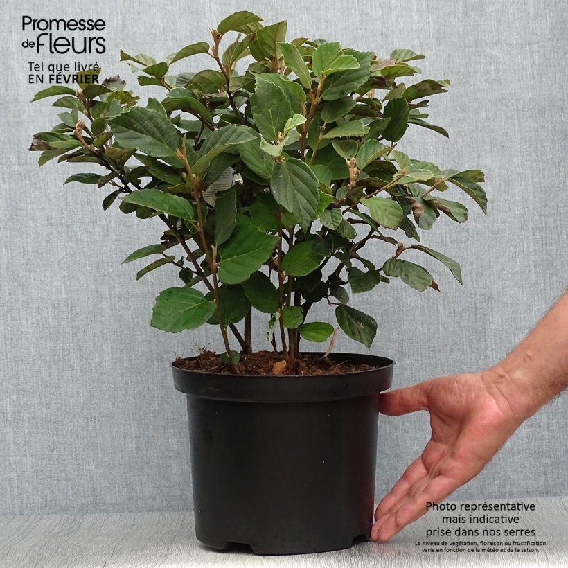 Esemplare di Fothergilla gardenii Vaso da 3L/4L come consegnato in autunno