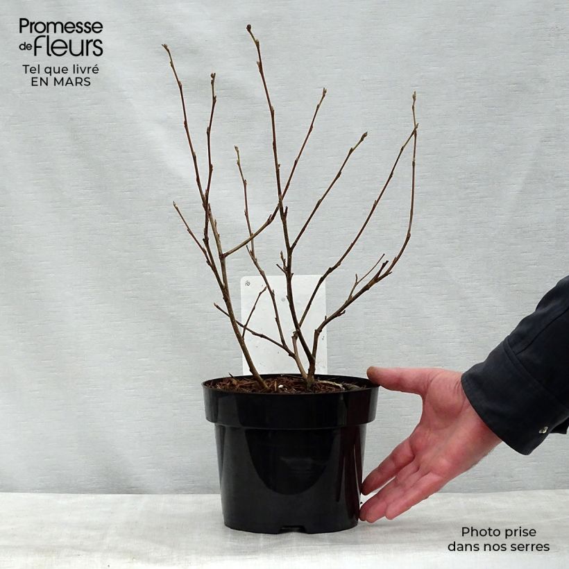Fothergilla major Vaso da 3L/4L esemplare consegnato in primavera