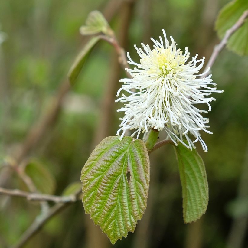 Fothergilla major (Fioritura)