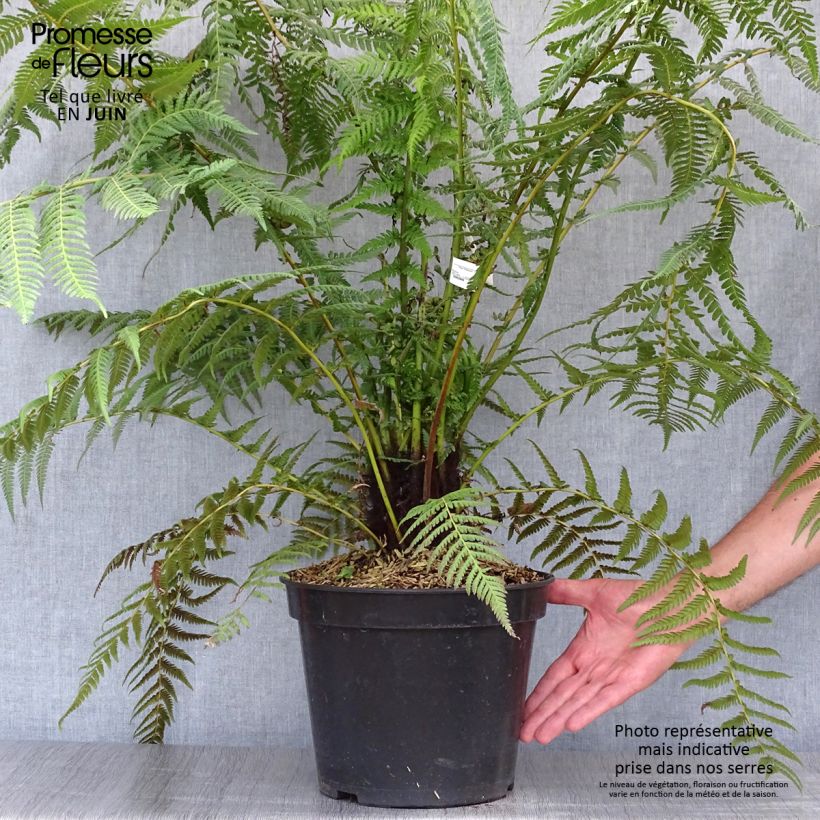 Esemplare di Dicksonia antarctica - Felce arborea Vaso da 4L/5L, Vaso impalcato alto consegnato in estate