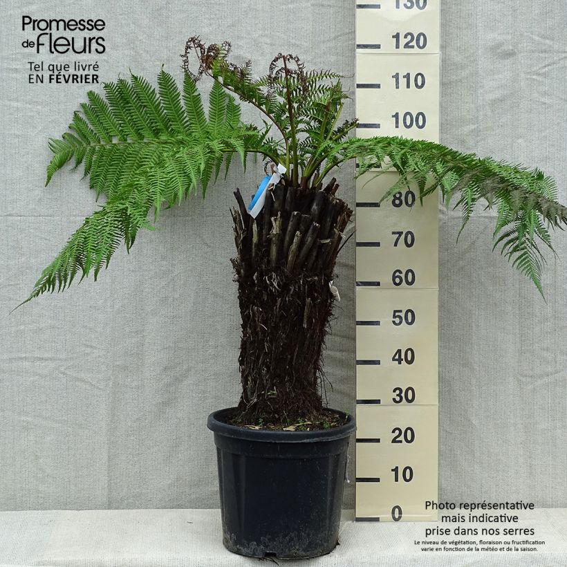 Dicksonia antarctica - Felce arborea Vaso da 18L/20L esemplare consegnato in inverno