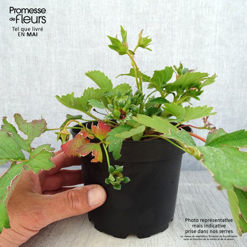 Fragola di bosco Pink Marathon Vaso da 1,5L/2L esemplare consegnato in primavera