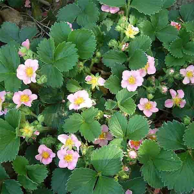 Fragola Pink Panda (Fioritura)