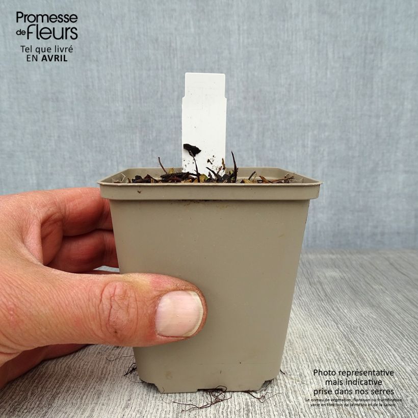 Fragola Alexandria Vasetto da 8/9 cm esemplare consegnato in primavera