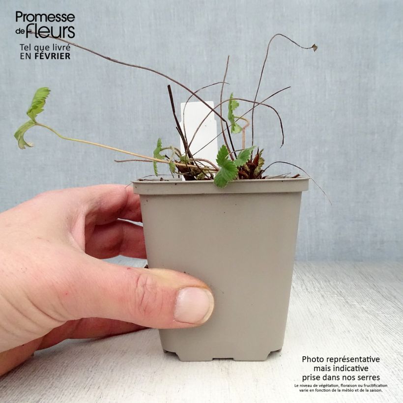 Fragola di bosco Vasetto da 8/9 cm esemplare consegnato in inverno