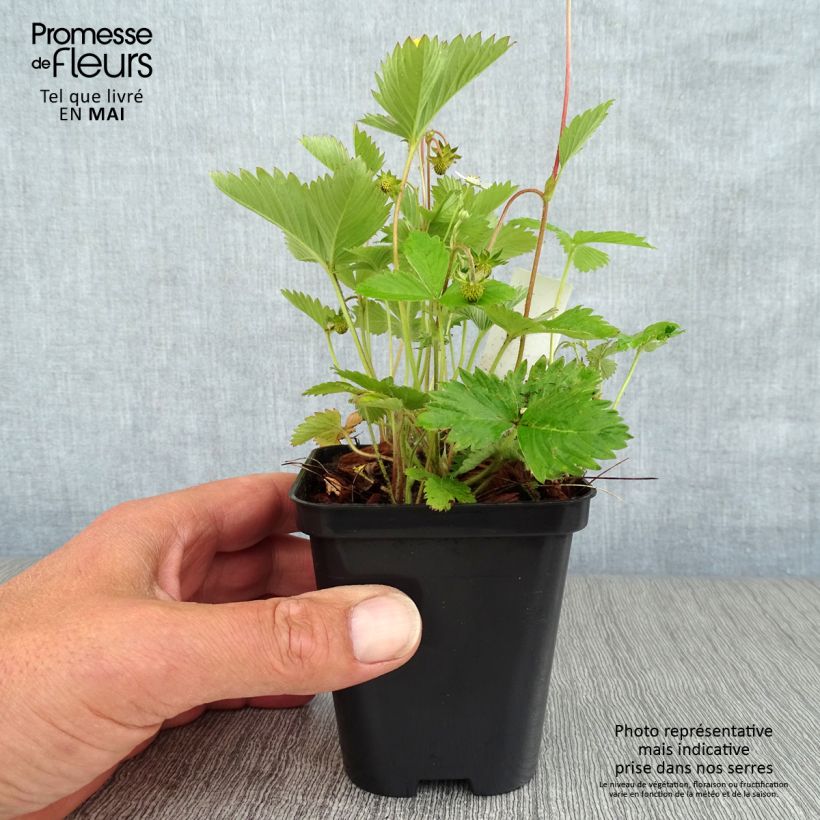 Fragola di bosco Vasetto da 8/9 cm esemplare consegnato in primavera