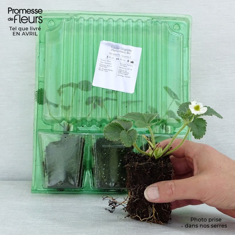 Fragola rifiorente Charlotte Bio Zolla 5 cm x 7 cm esemplare consegnato in primavera