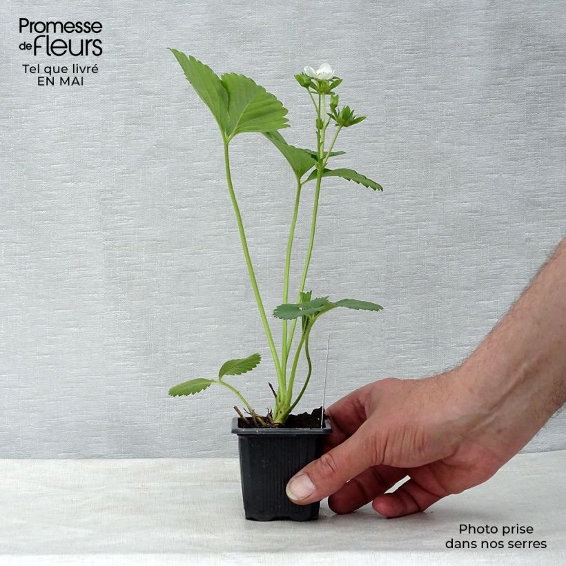 Fragola rifiorente Charlotte Vasetto da 7/8 cm esemplare consegnato in primavera