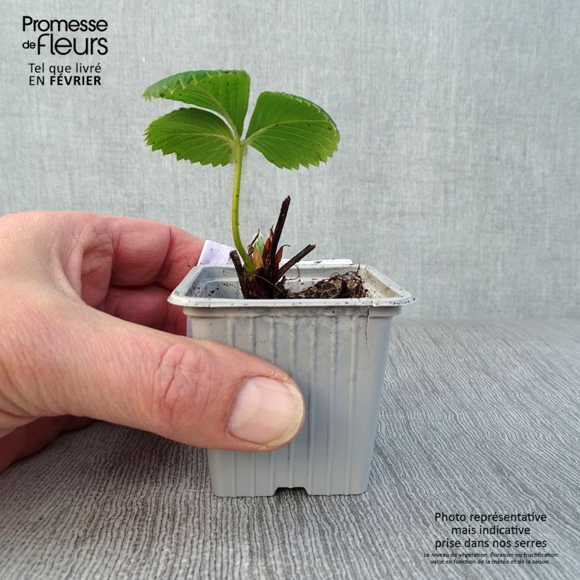 Fragola Ciflorette Vasetto da 7/8 cm esemplare consegnato in inverno