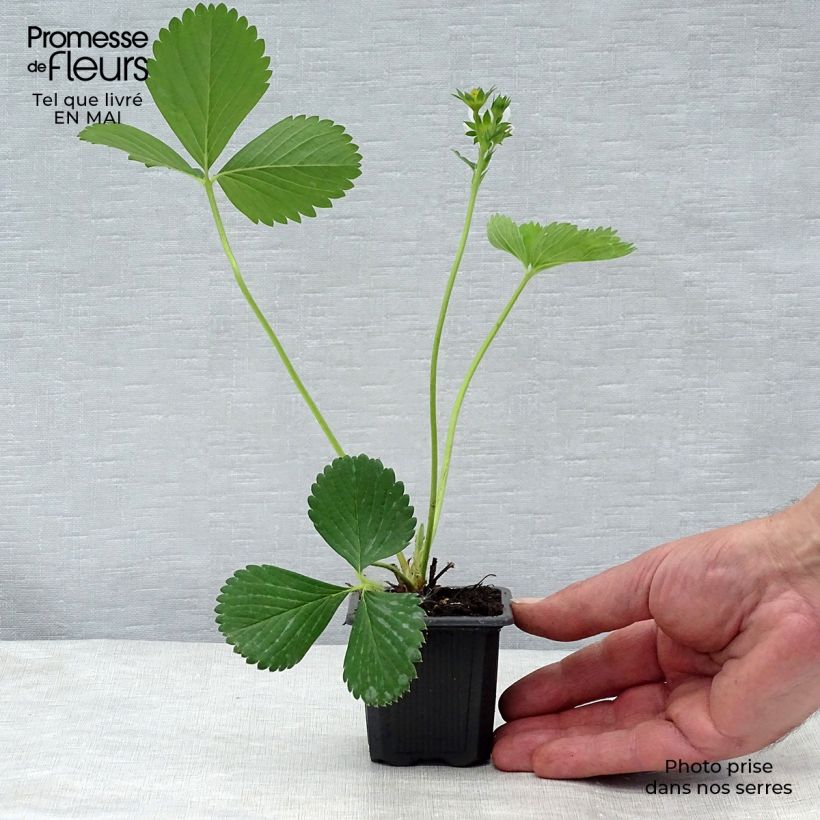 Fragola Ciflorette Vasetto da 7/8 cm esemplare consegnato in primavera