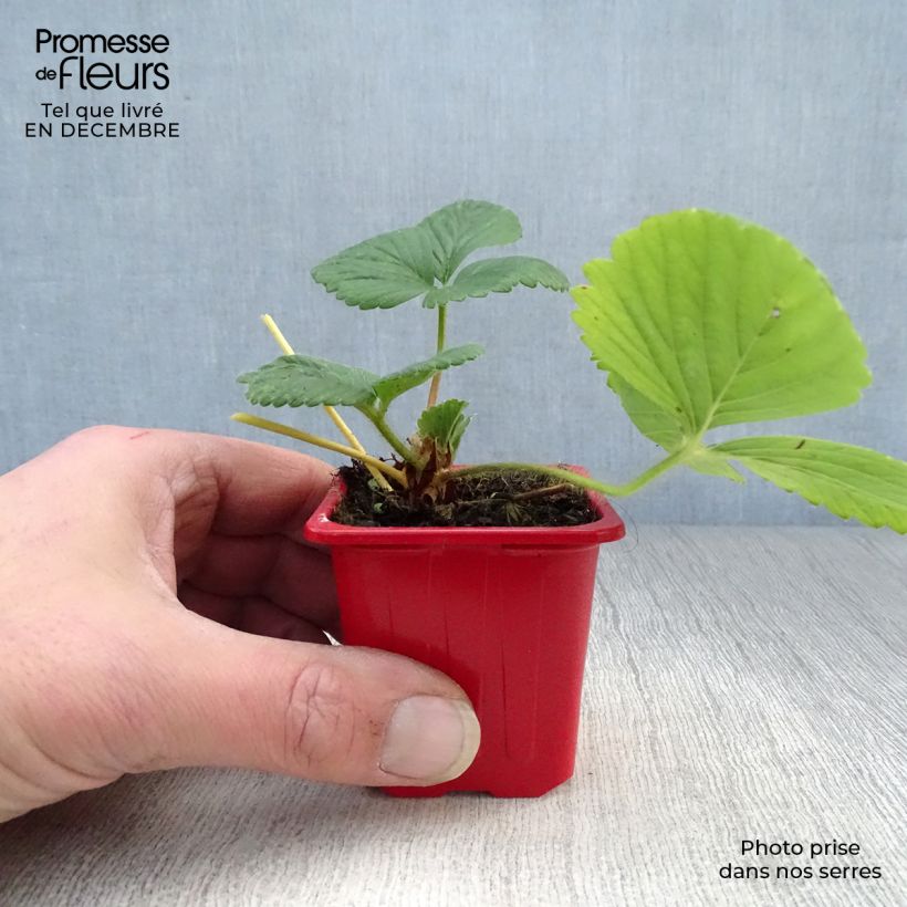 Fragola rifiorente Cijosée Vasetto da 7/8 cm esemplare consegnato in inverno