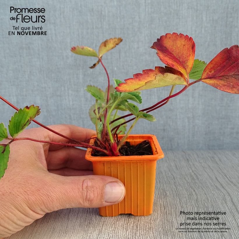 Esemplare di Fragola rifiorente Cirafine (in vasetto da Ø 7 cm) Vasetto da 7/8 cm come consegnato in autunno