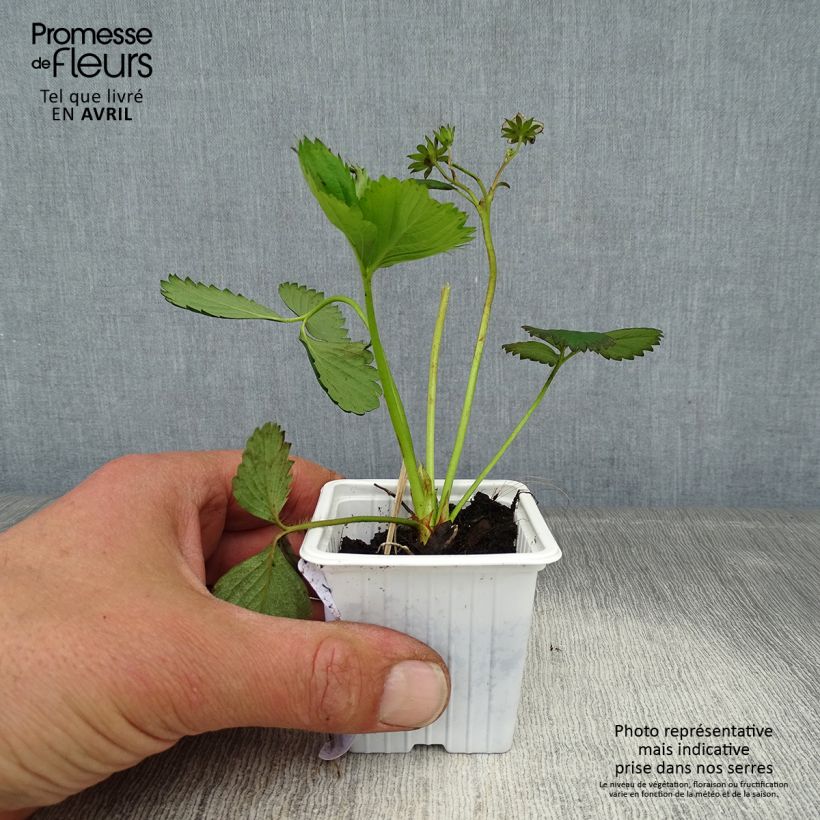 Fragola Cirano Vasetto da 7/8 cm esemplare consegnato in primavera