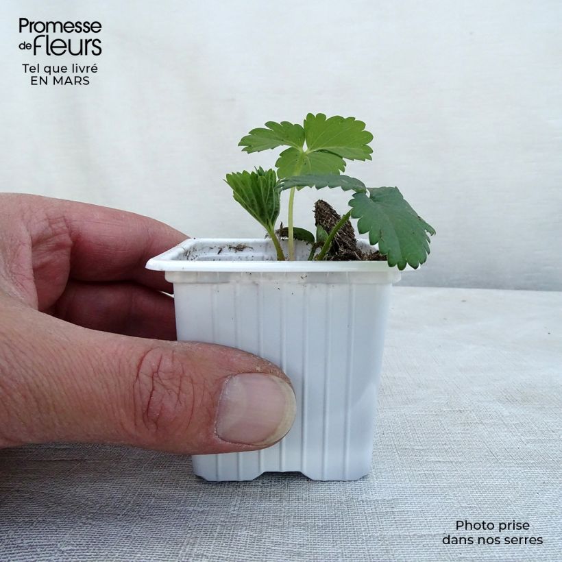 Fragola&#x20;Cirano&#x20;Vasetto&#x20;da&#x20;7&#x2F;8&#x20;cm&#x20;esemplare&#x20;consegnato&#x20;in&#x20;inverno