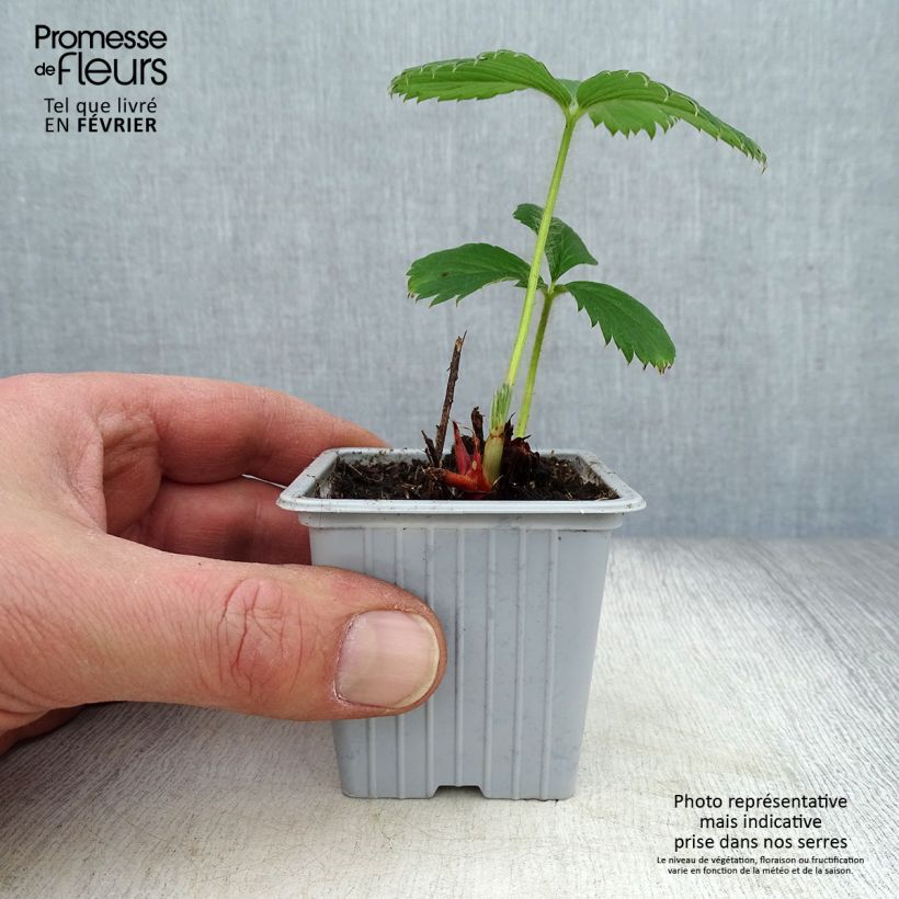 Fragola Gariguette Vasetto da 7/8 cm esemplare consegnato in inverno