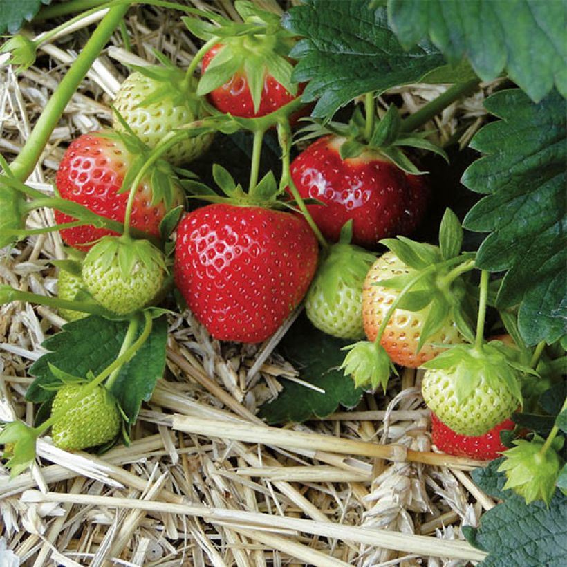 Fragola rifiorente 4 stagioni Mara des Bois (Raccolta)