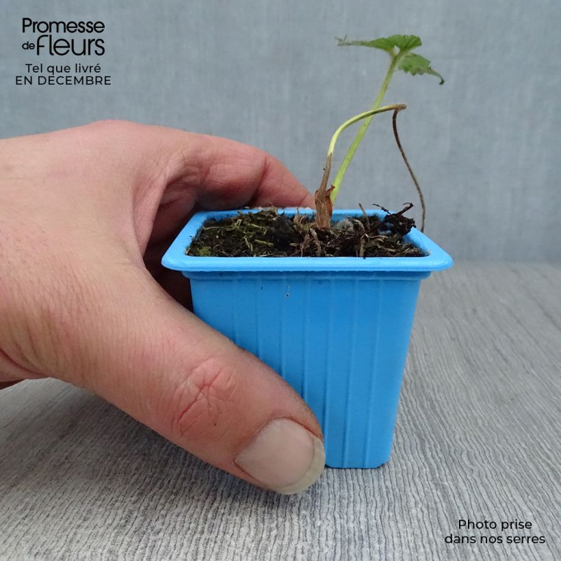 Fragola rifiorente Mariguette Vasetto da 7/8 cm esemplare consegnato in inverno