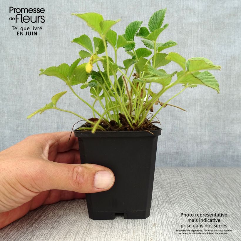 Esemplare di Fragaria nubicola Mont Omei Vasetto da 8/9 cm consegnato in estate
