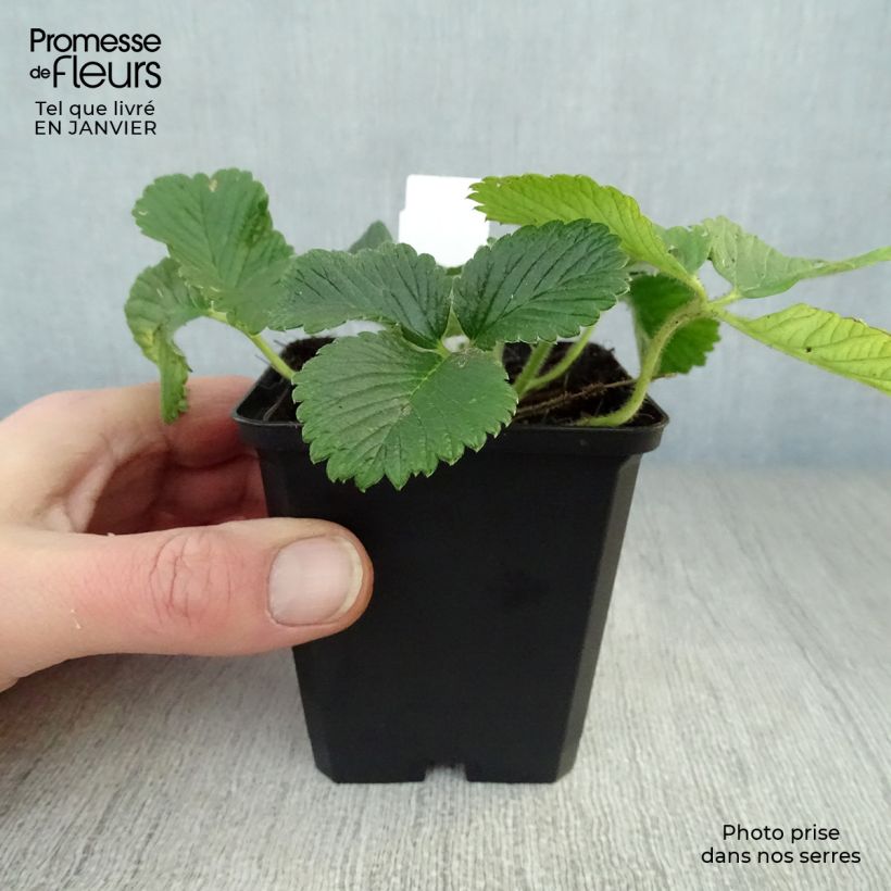 Fragaria nubicola Mont Omei Vasetto da 8/9 cm esemplare consegnato in inverno
