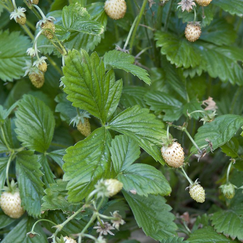 Fragola Yellow Wonder (Fogliame)
