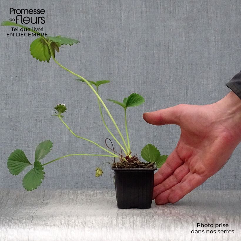 Fragola rifiorente Maestro Vasetto da 7/8 cm esemplare consegnato in inverno