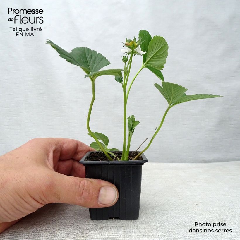 Fragola rifiorente Maestro Vasetto da 7/8 cm esemplare consegnato in primavera