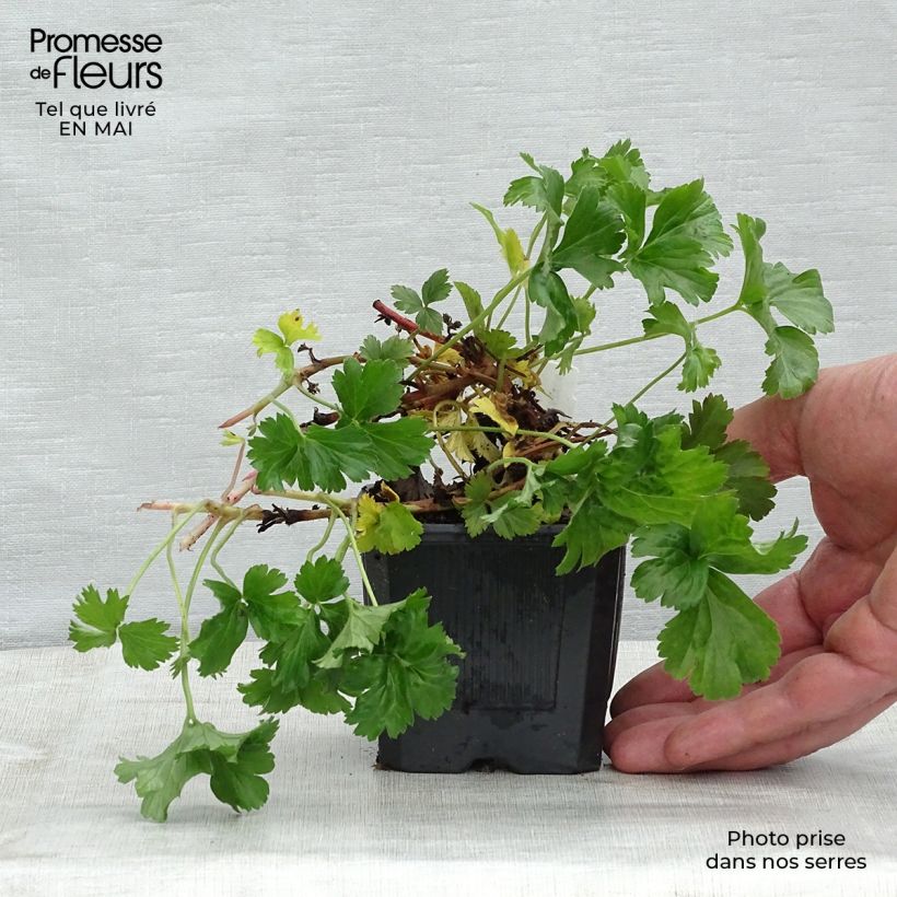 Waldsteinia ternata - Fragola sterile Vasetto da 8/9 cm esemplare consegnato in primavera