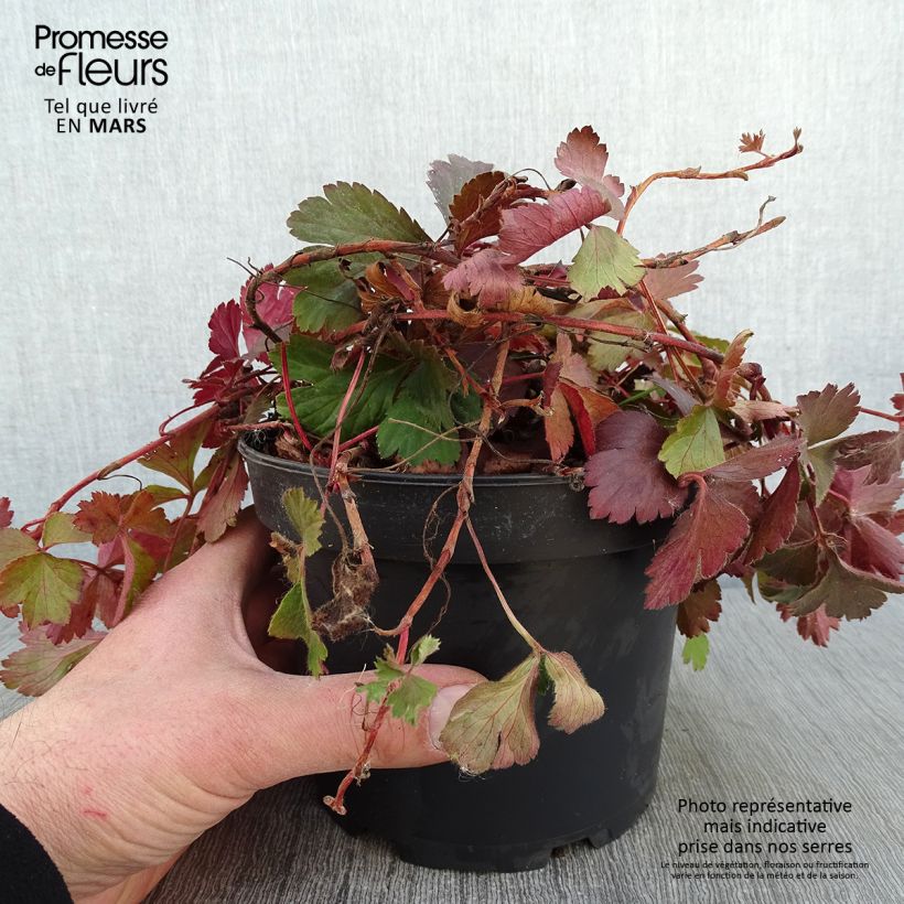 Waldsteinia ternata - Fragola sterile Vaso da 2L/3L esemplare consegnato in inverno