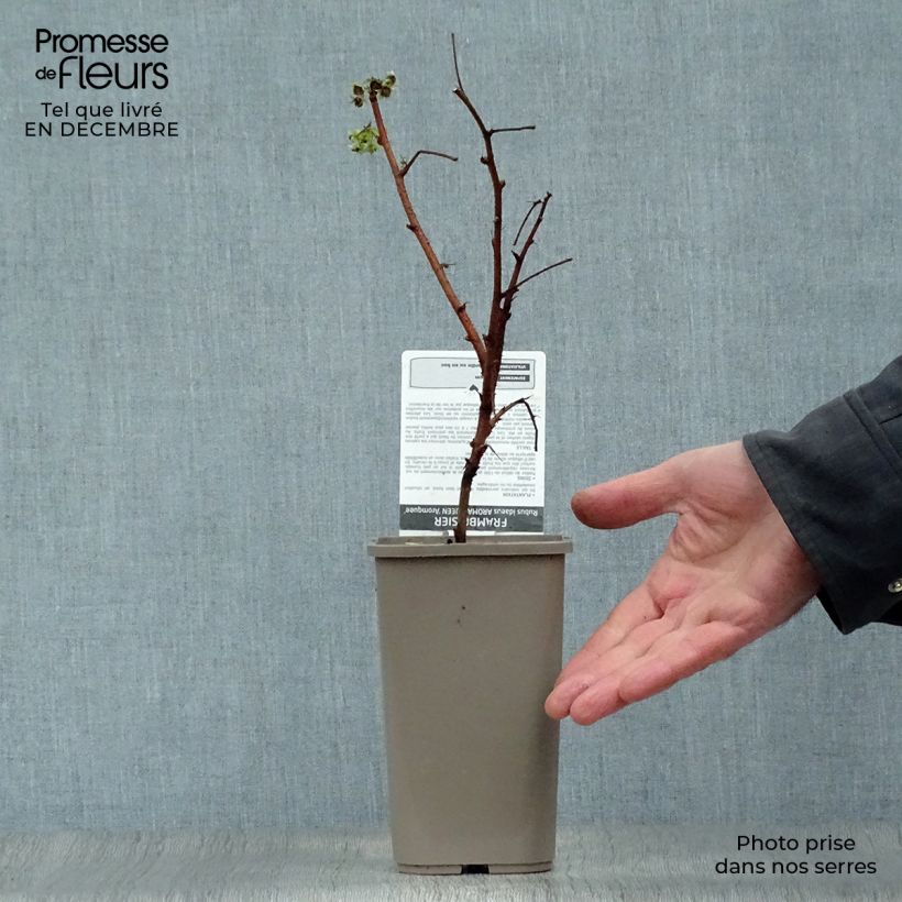 Lampone Aroma Queen Vaso da 1,5L/2L, Multifusto esemplare consegnato in inverno