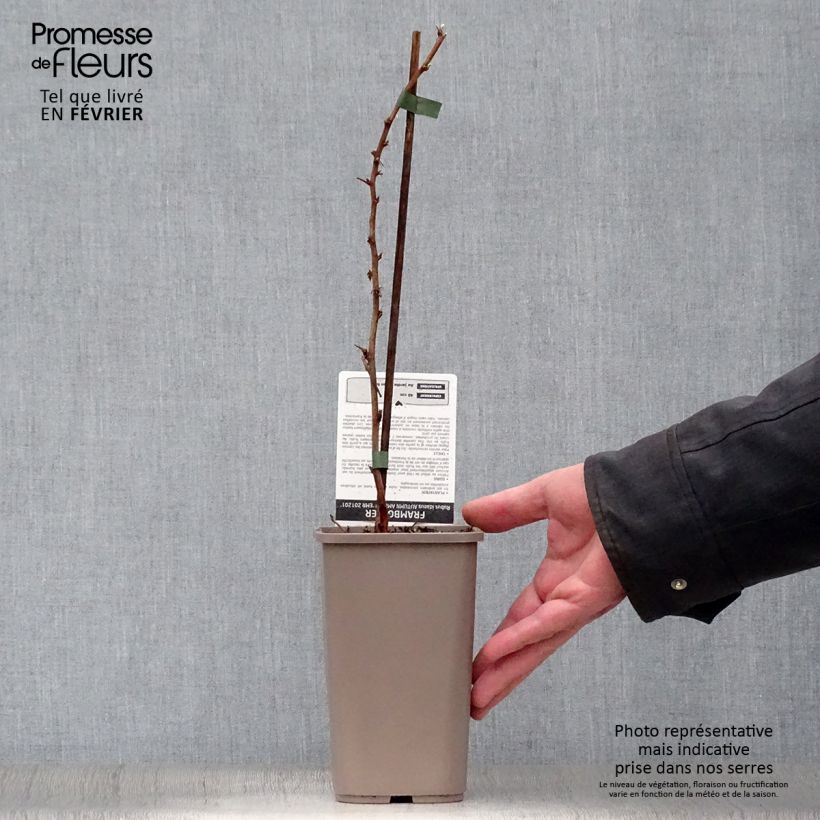 Lampone Autumn Amber Vaso da 1,5L/2L, Multifusto esemplare consegnato in inverno