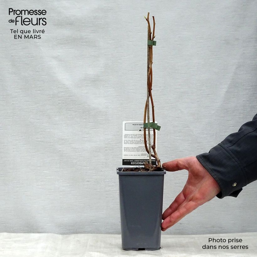 Lampone Autumn Amber Vaso da 1,5L/2L, Multifusto esemplare consegnato in primavera