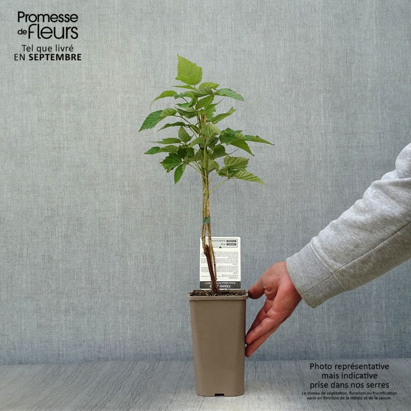 Esemplare di Lampone Autumn First Vaso da 1,5L/2L, Multifusto come consegnato in autunno