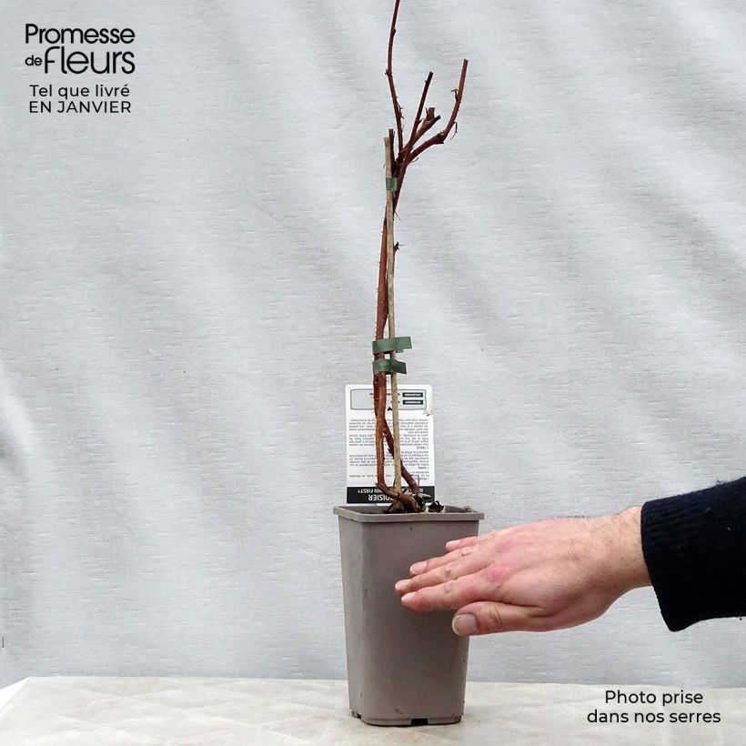 Lampone Autumn First Vaso da 1,5L/2L, Multifusto esemplare consegnato in inverno