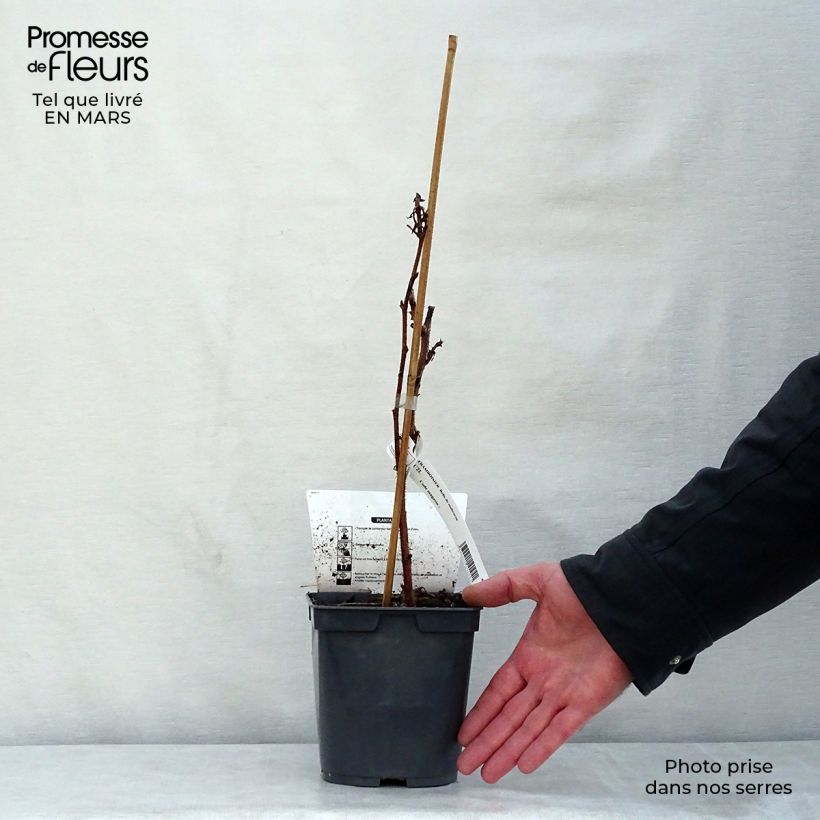 Lampone Belle de Malicorne delgrosse Vaso da 2L/3L, Multifusto esemplare consegnato in primavera