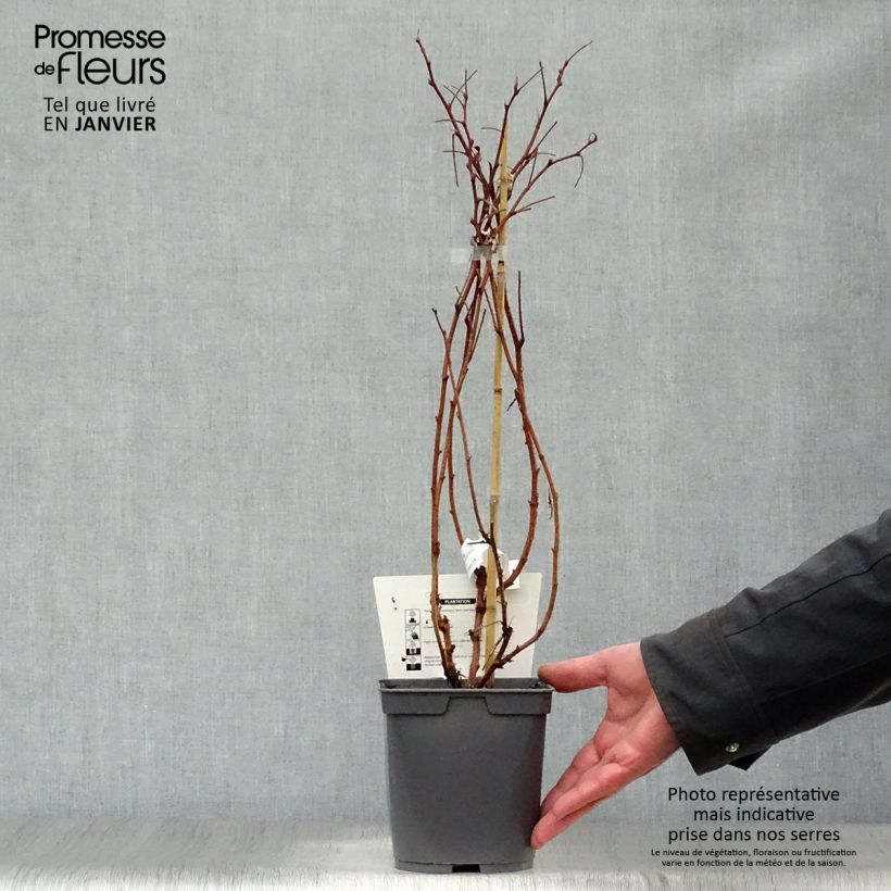 Lampone Belle de Malicorne delgrosse Vaso da 2L/3L, Multifusto esemplare consegnato in inverno