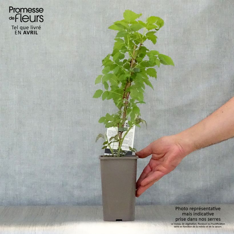 Lampone nero Black Jewel Vaso da 1,5L/2L, Multifusto esemplare consegnato in primavera