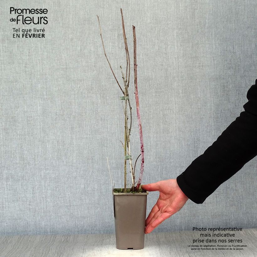 Lampone nero Black Jewel Vaso da 1,5L/2L, Multifusto esemplare consegnato in inverno