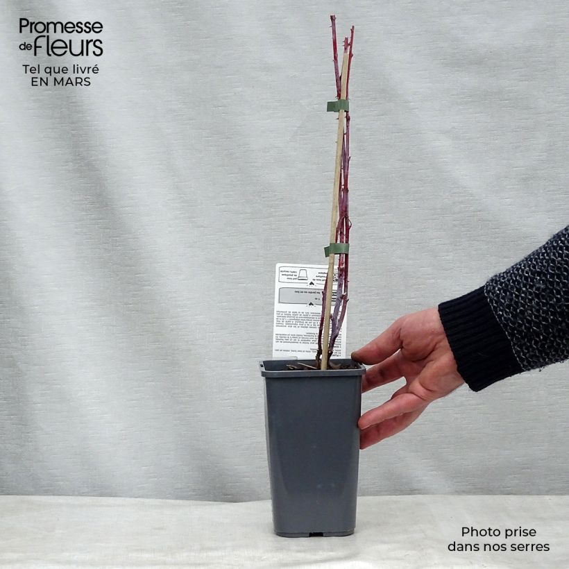 Lampone nero Black Jewel Bio Vaso da 1,5L/2L, Multifusto esemplare consegnato in inverno